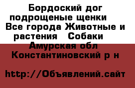 Бордоский дог подрощеные щенки.  - Все города Животные и растения » Собаки   . Амурская обл.,Константиновский р-н